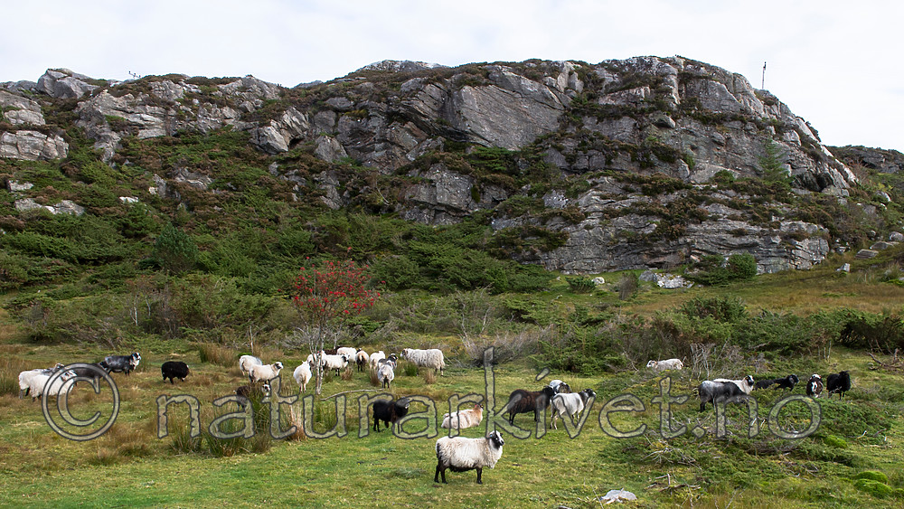 BB 15 0331 / Sorbus aucuparia / Rogn