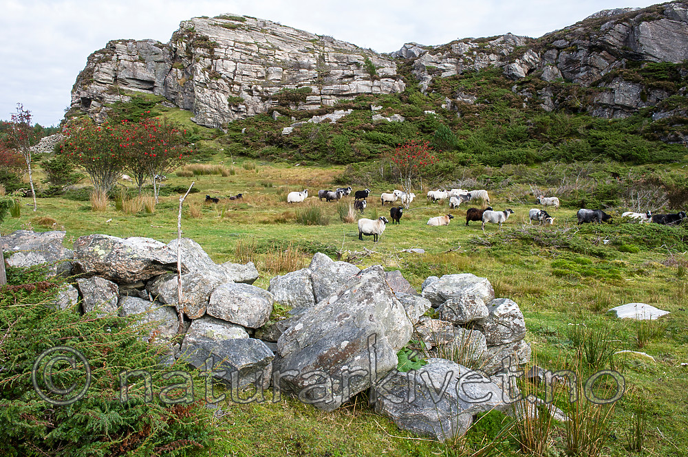 BB 15 0332 / Sorbus aucuparia / Rogn