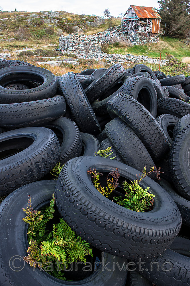 BB 15 0338 / Pteridium aquilinum / Einstape