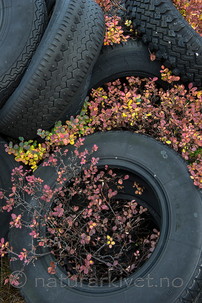 BB 15 0344 / Vaccinium myrtillus / Blåbær