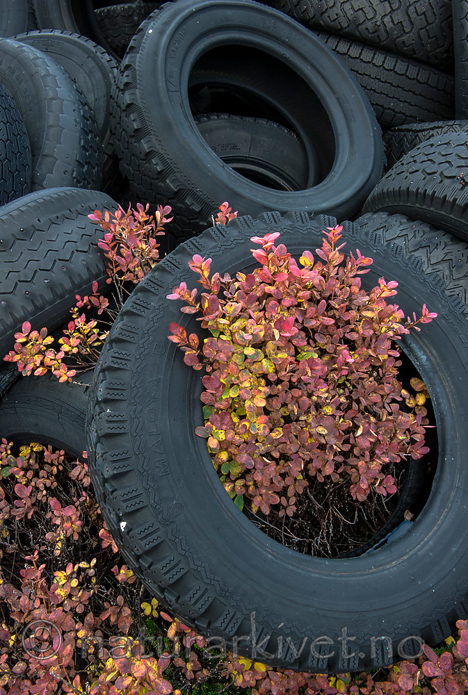 BB 15 0345 / Vaccinium myrtillus / Blåbær