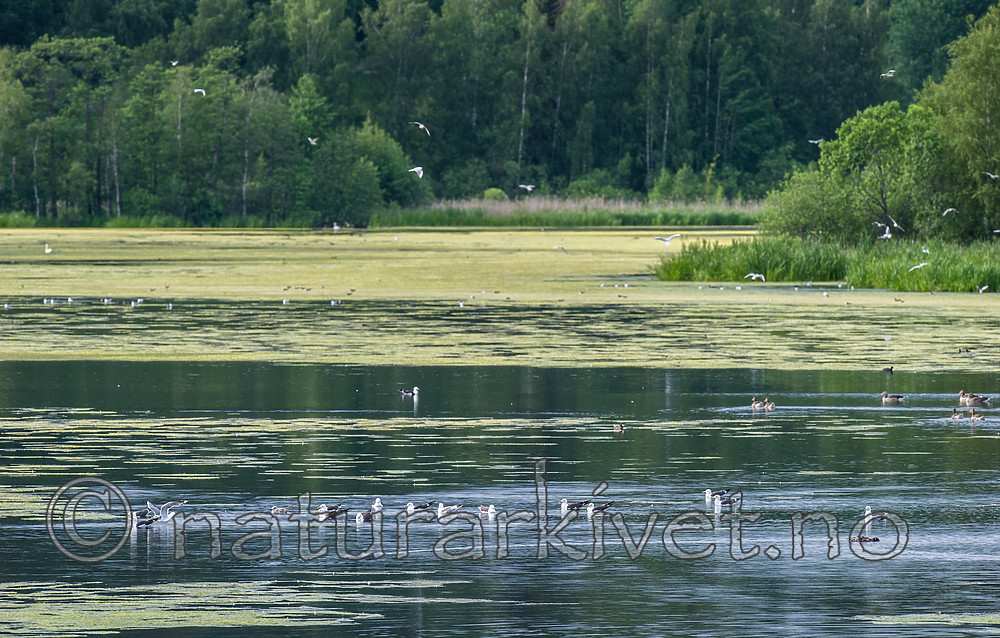 BB 15 0352 / Anas platyrhynchos / Stokkand <br /> Anser anser / Grågås <br /> Chroicocephalus ridibundus / Hettemåke <br /> Elodea canadensis / Vasspest <br /> Larus fuscus / Sildemåke
