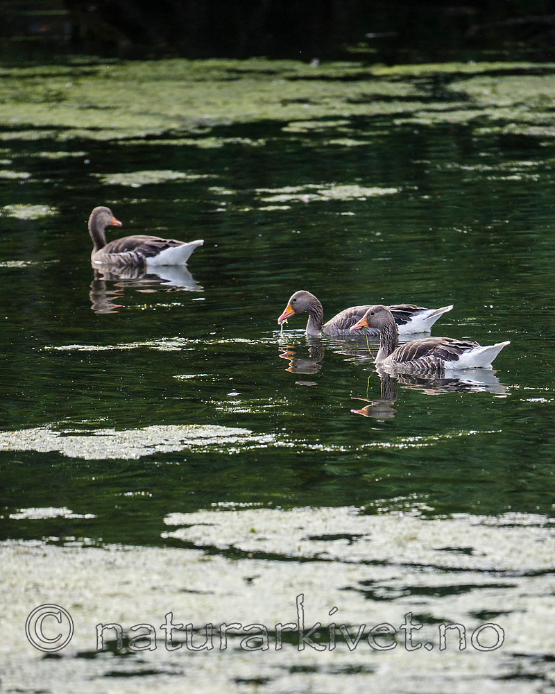 BB 15 0354 / Anser anser / Grågås <br /> Elodea canadensis / Vasspest