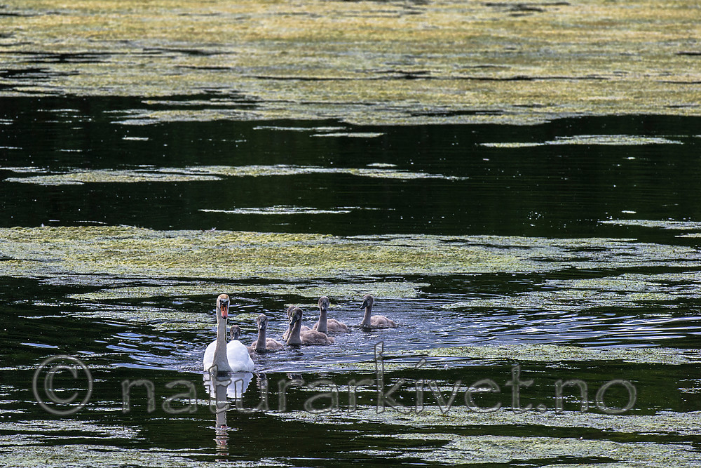 BB 15 0357 / Cygnus olor / Knoppsvane <br /> Elodea canadensis / Vasspest