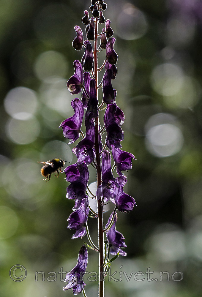 BB 15 0363 / Aconitum lycoctonum / Torhjelm <br /> Bombus pratorum / Markhumle