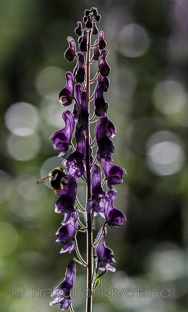 BB 15 0364 / Aconitum lycoctonum / Torhjelm <br /> Bombus pratorum / Markhumle