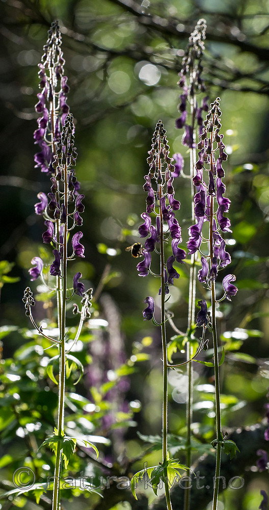BB 15 0365 / Aconitum lycoctonum / Torhjelm <br /> Bombus pratorum / Markhumle