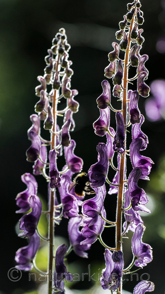 BB 15 0366 / Aconitum lycoctonum / Torhjelm <br /> Bombus pratorum / Markhumle