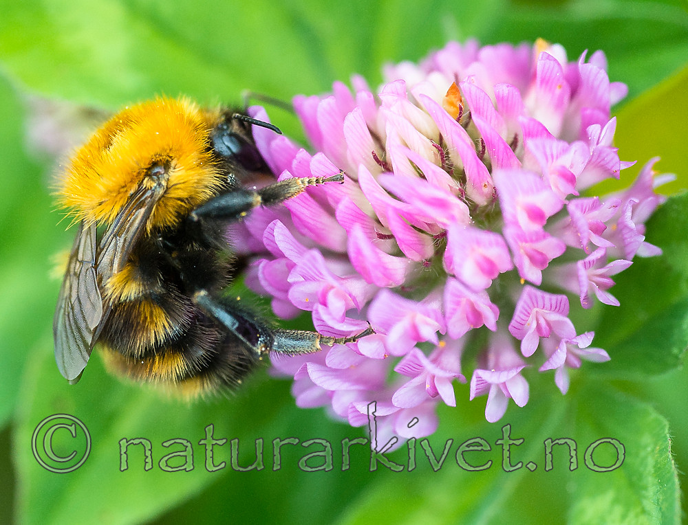 BB 15 0369 / Bombus humilis / Bakkehumle <br /> Trifolium pratense / Rødkløver