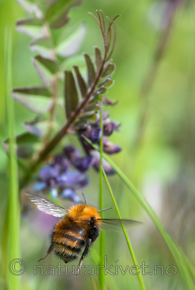 BB 15 0370 / Bombus humilis / Bakkehumle <br /> Vicia sepium / Gjerdevikke