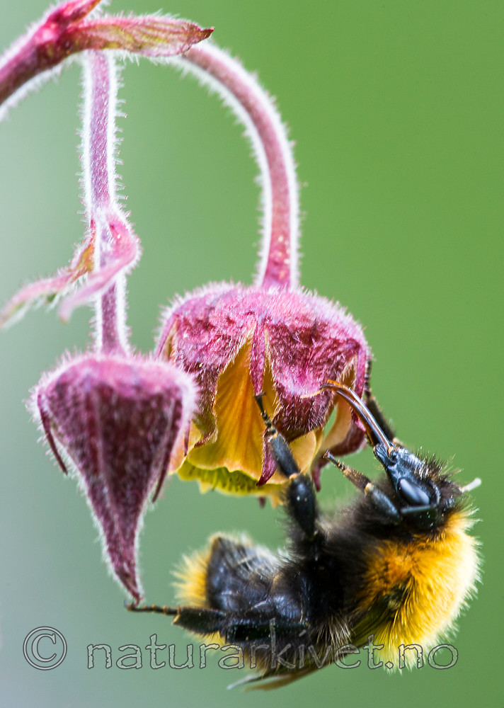 BB 15 0372 / Bombus pascuorum / åkerhumle <br /> Geum rivale / Enghumleblom