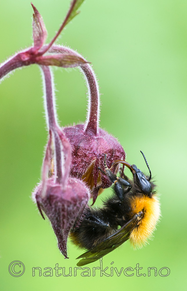 BB 15 0374 / Bombus pascuorum / åkerhumle <br /> Geum rivale / Enghumleblom