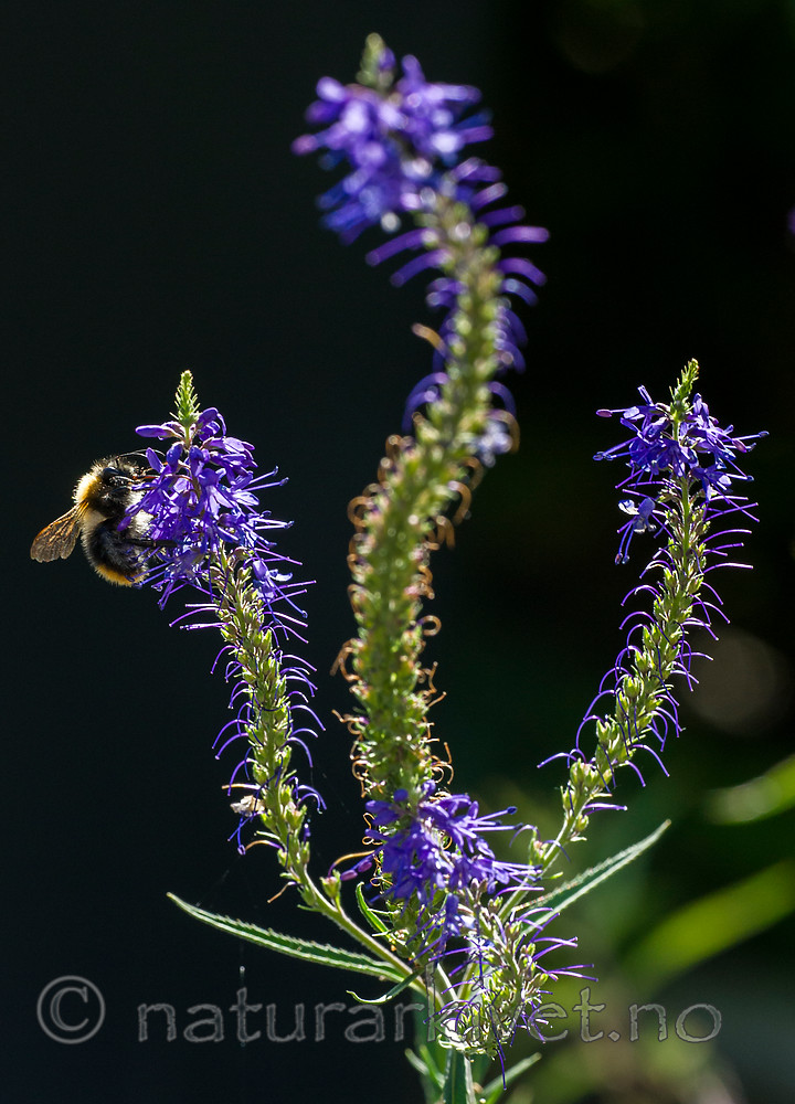BB 15 0375 / Bombus pascuorum / åkerhumle