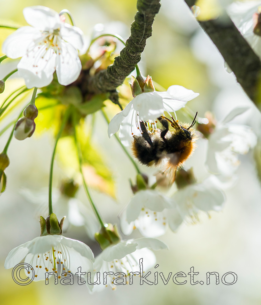 BB 15 0377 / Bombus pascuorum / åkerhumle <br /> Prunus domestica / Plomme