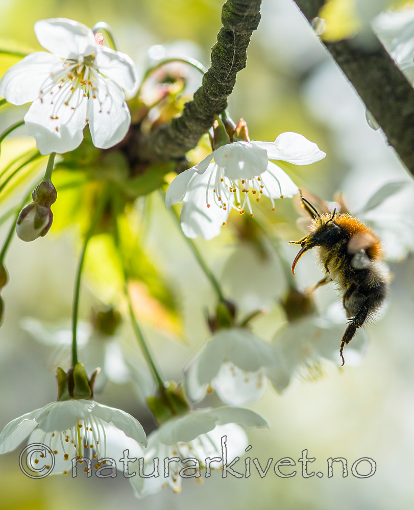 BB 15 0378 / Bombus pascuorum / åkerhumle <br /> Prunus domestica / Plomme