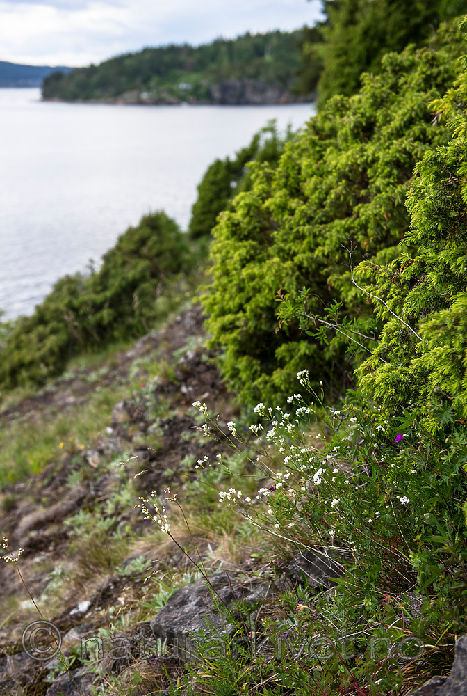 BB 15 0381 / Asperula tinctoria / Fargemyske <br /> Juniperus communis / Einer