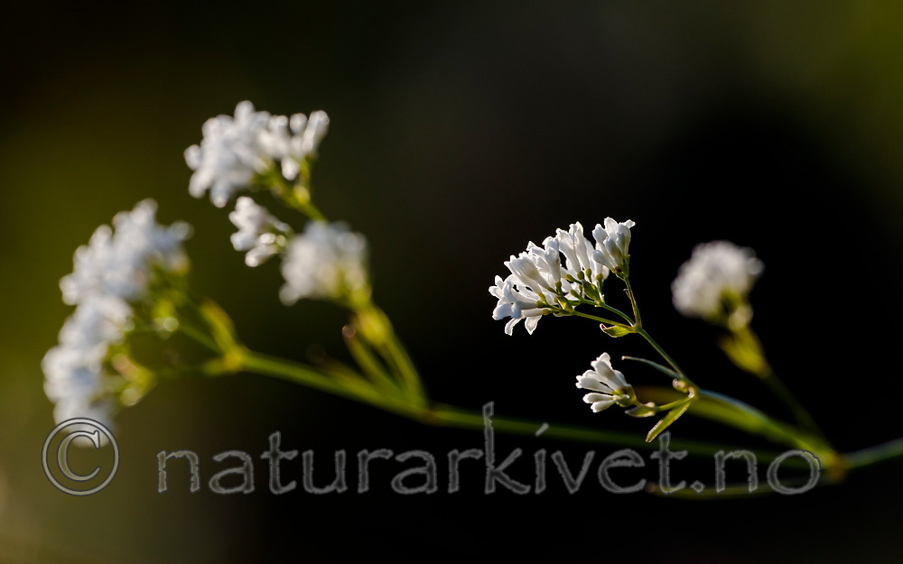 BB 15 0382 / Asperula tinctoria / Fargemyske