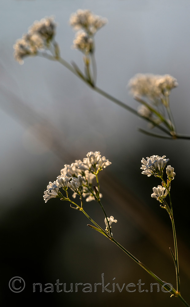 BB 15 0383 / Asperula tinctoria / Fargemyske