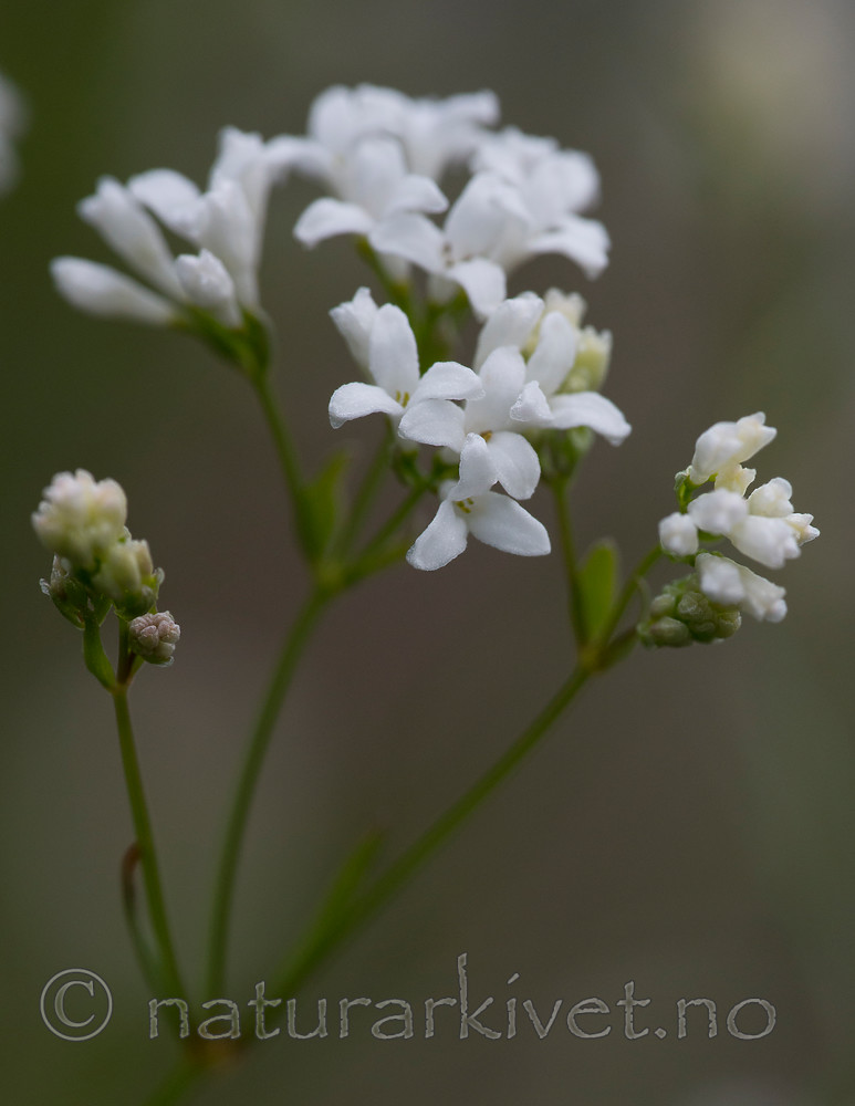 BB 15 0385 / Asperula tinctoria / Fargemyske