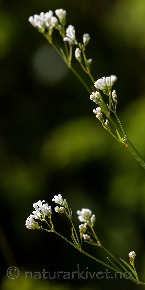 BB 15 0386 / Asperula tinctoria / Fargemyske