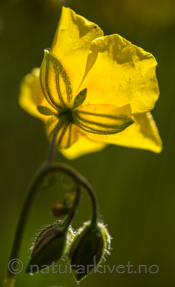 BB 15 0389 / Helianthemum nummularium / Solrose