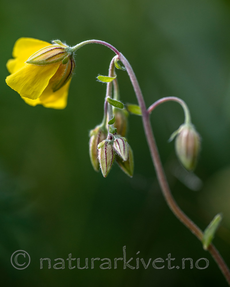 BB 15 0390 / Helianthemum nummularium / Solrose