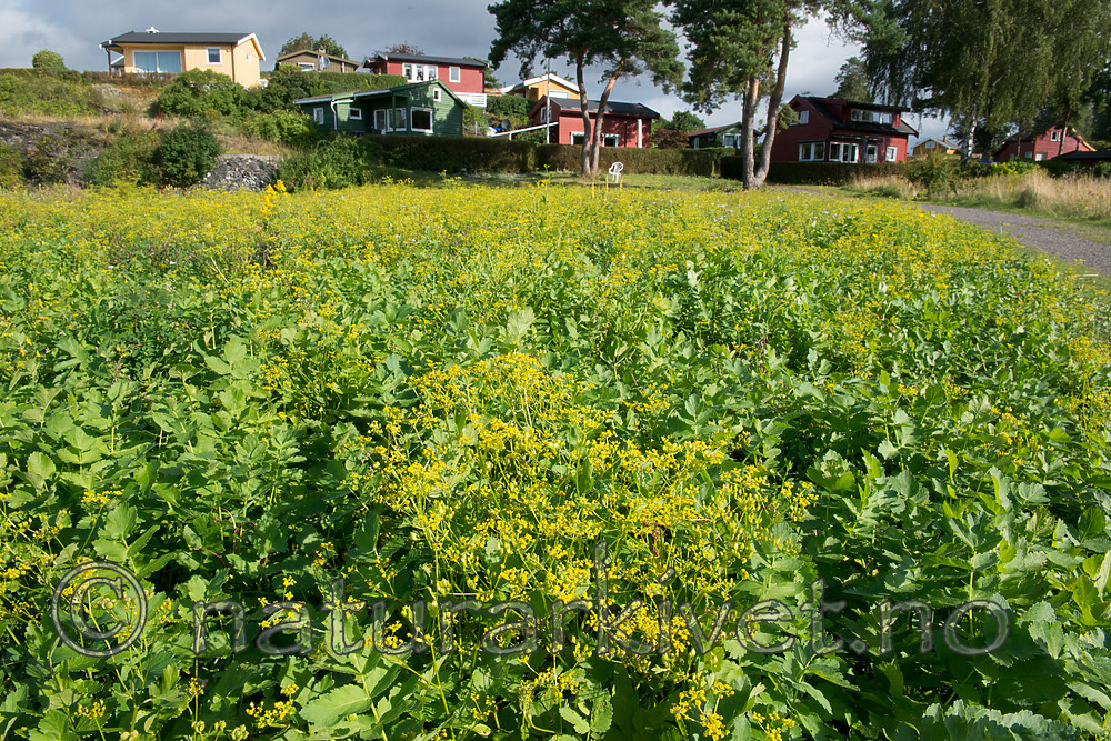 BB 15 0392 / Pastinaca sativa / Pastinakk <br /> Pastinaca sativa hortensis / Hagepastinakk