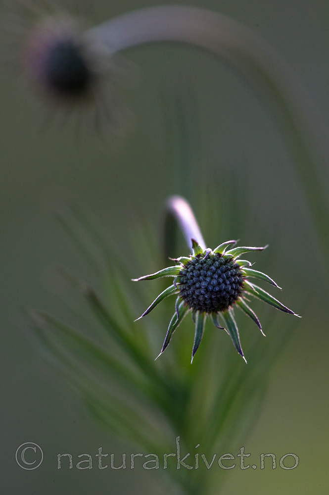 BB 15 0394 / Scabiosa columbaria / Bakkeknapp