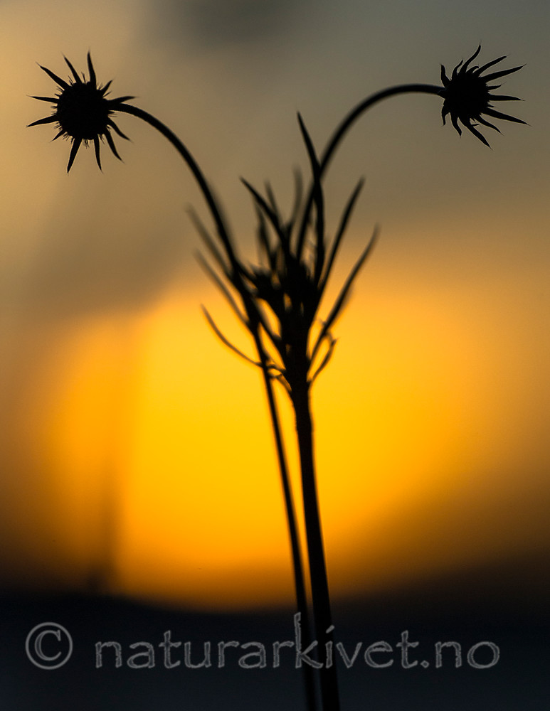 BB 15 0398 / Scabiosa columbaria / Bakkeknapp
