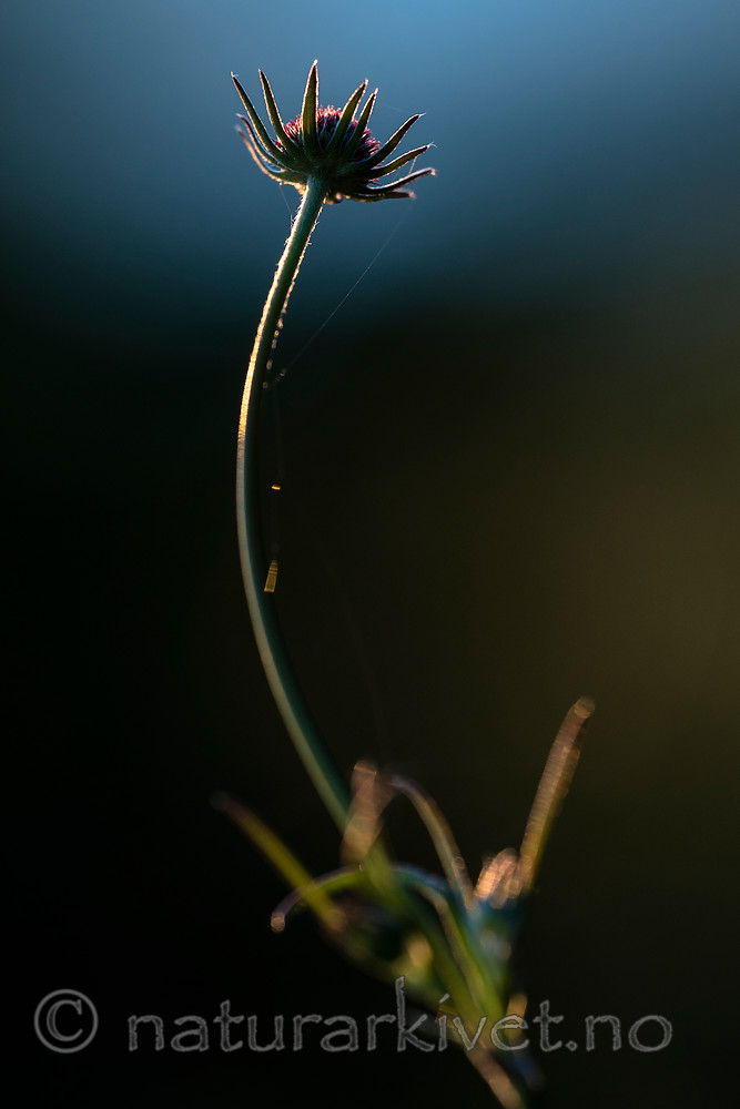BB 15 0400 / Scabiosa columbaria / Bakkeknapp
