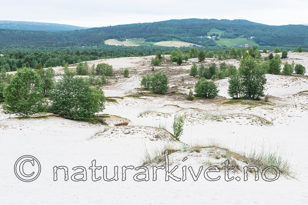 BB 15 0403 / Betula pubescens / Bjørk