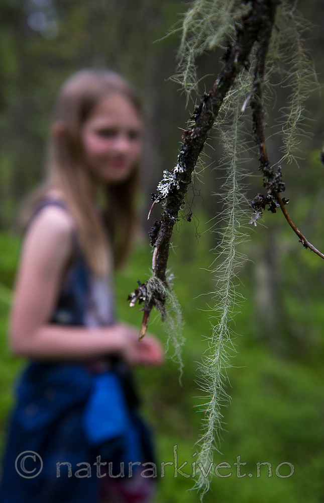 BB 15 0417 / Usnea longissima / Huldrestry