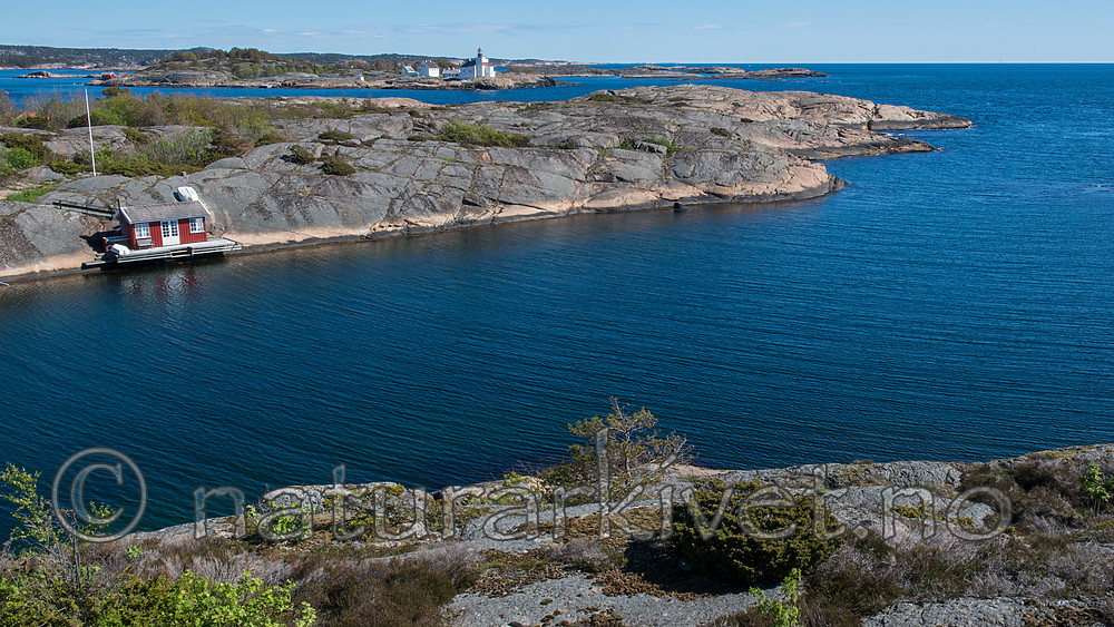 BB 15 0428 / Calluna vulgaris / Røsslyng