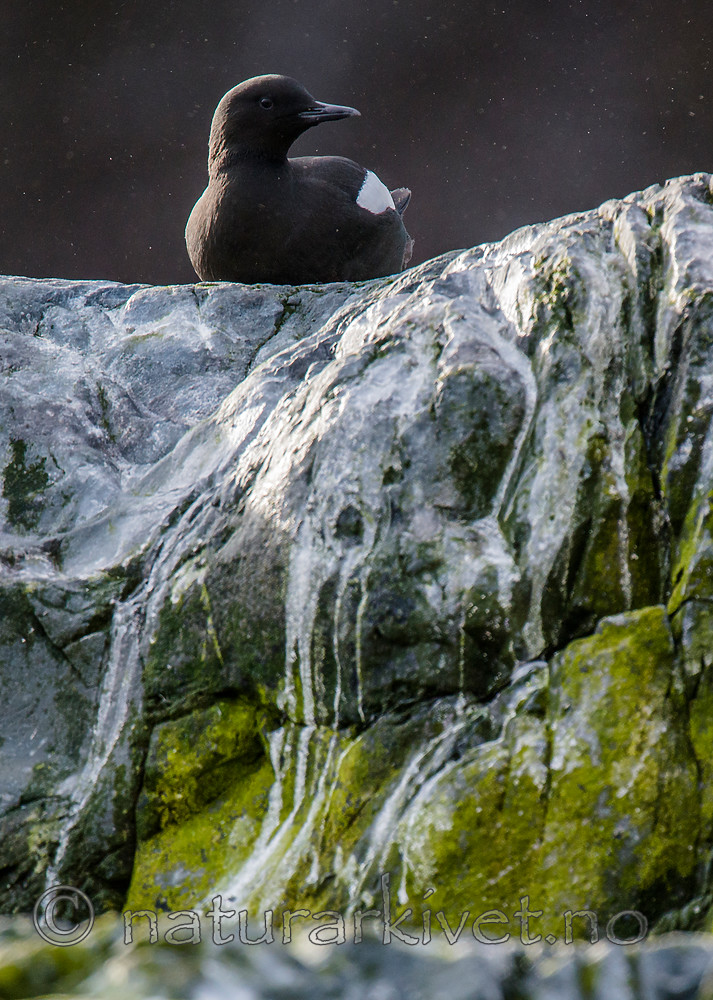 BB 15 0447 / Cepphus grylle / Teist