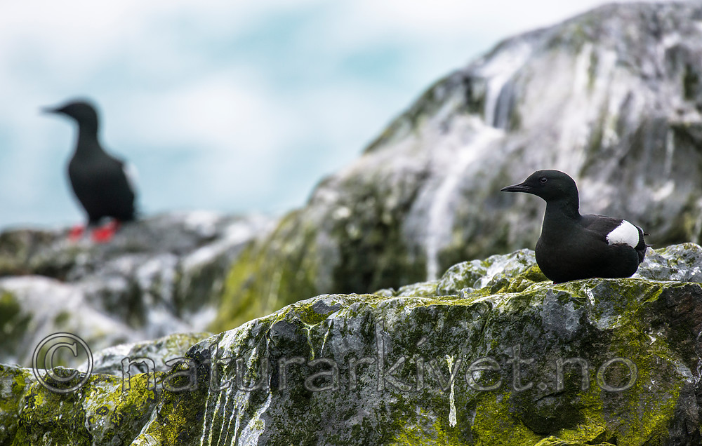 BB 15 0450 / Cepphus grylle / Teist