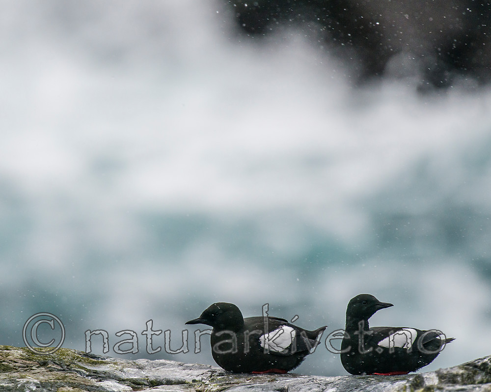 BB 15 0453 / Cepphus grylle / Teist