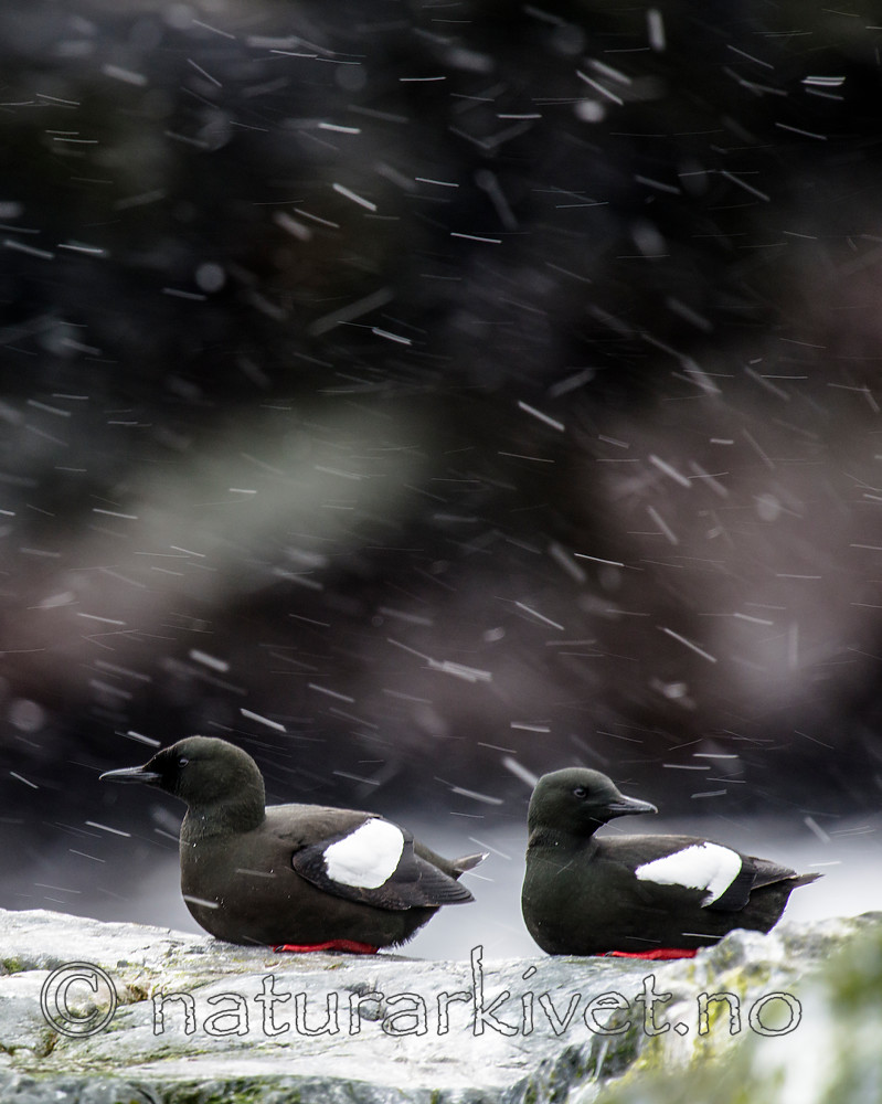 BB 15 0455 / Cepphus grylle / Teist