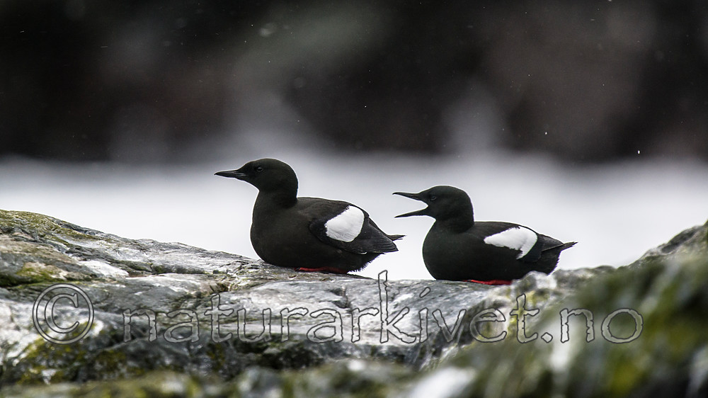 BB 15 0457 / Cepphus grylle / Teist