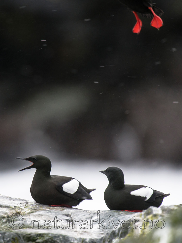 BB 15 0458 / Cepphus grylle / Teist