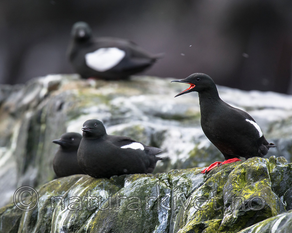 BB 15 0463 / Cepphus grylle / Teist