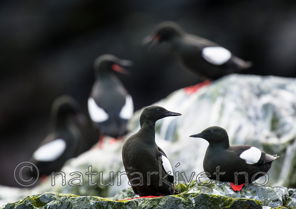 BB 15 0466 / Cepphus grylle / Teist