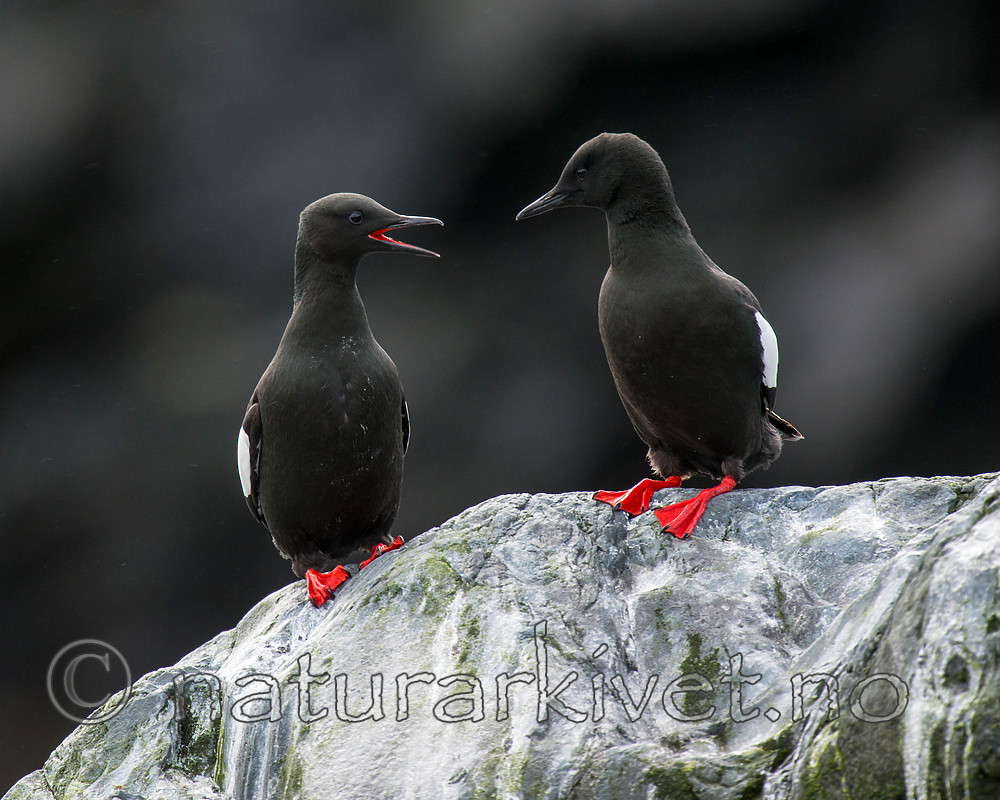 BB 15 0467 / Cepphus grylle / Teist