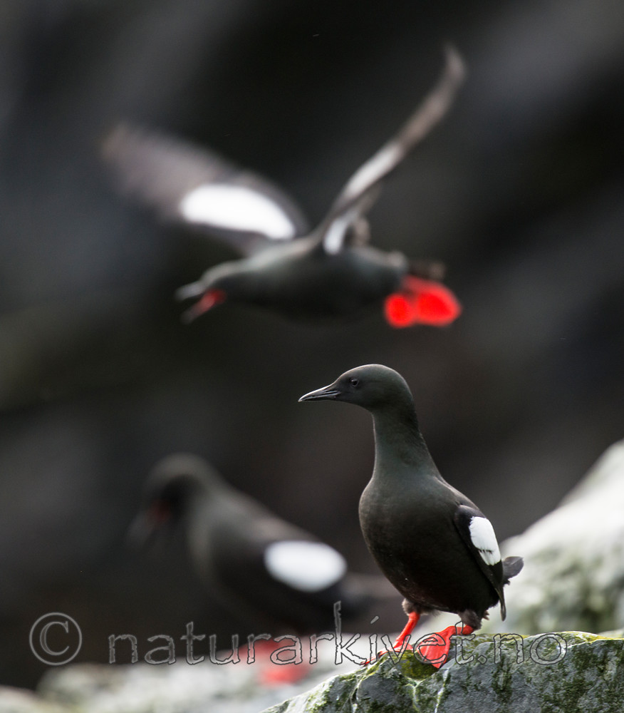 BB 15 0468 / Cepphus grylle / Teist