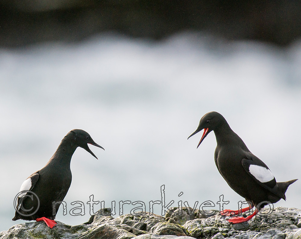 BB 15 0469 / Cepphus grylle / Teist