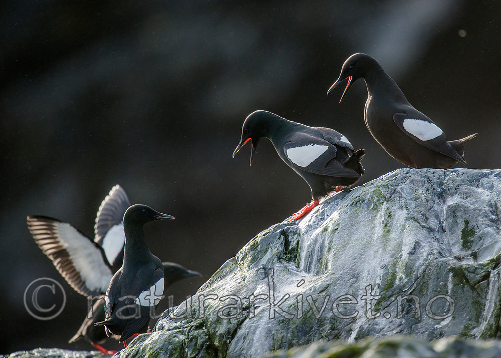 BB 15 0470 / Cepphus grylle / Teist