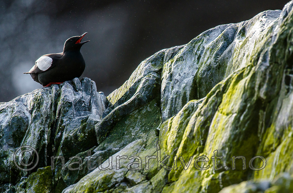 BB 15 0471 / Cepphus grylle / Teist