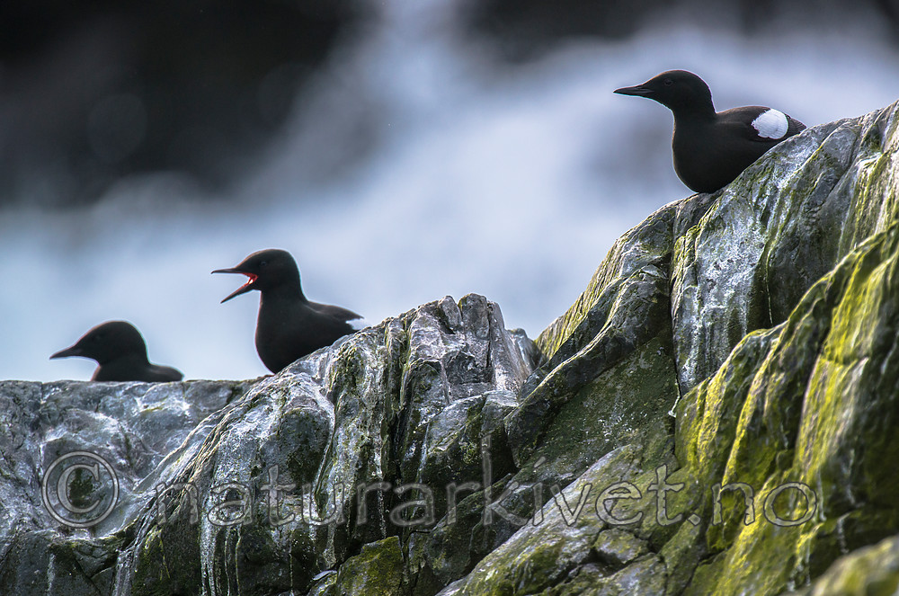 BB 15 0472 / Cepphus grylle / Teist