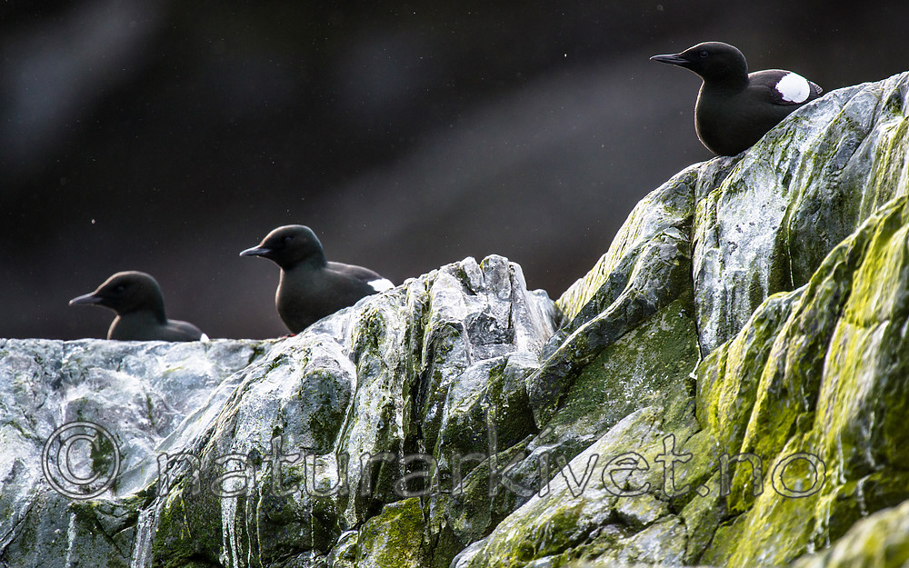 BB 15 0473 / Cepphus grylle / Teist