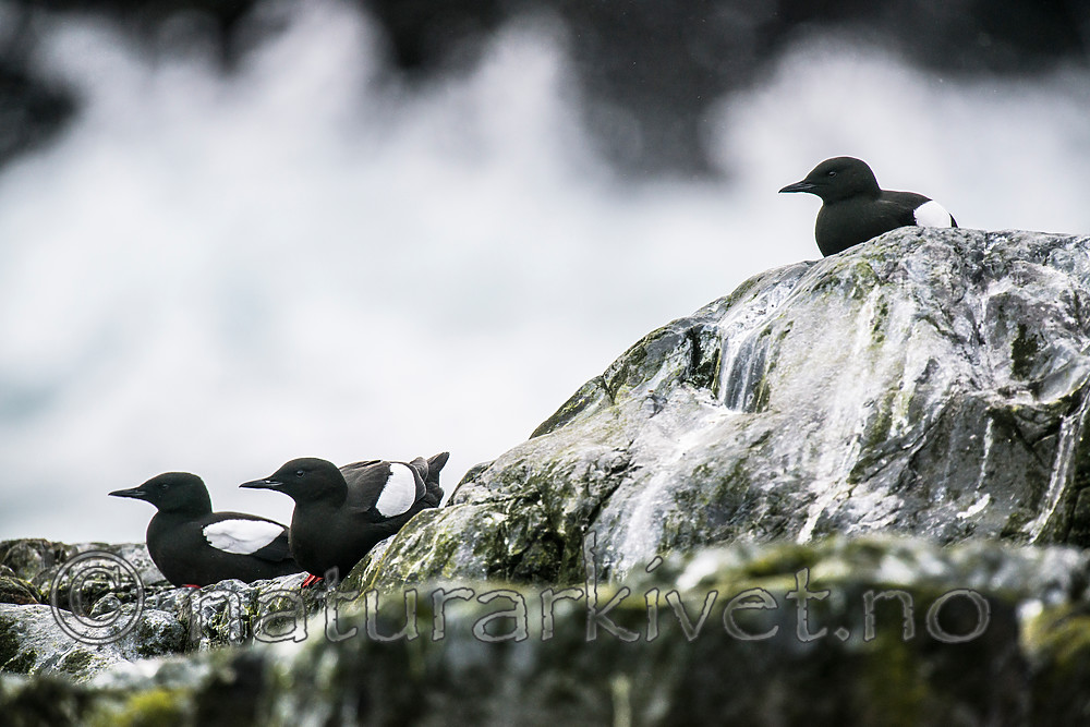 BB 15 0474 / Cepphus grylle / Teist