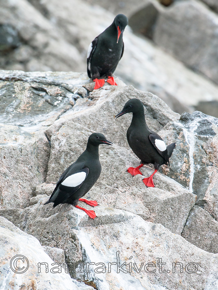 BB 15 0475 / Cepphus grylle / Teist